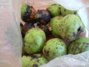 鬼クルミ 割り方 炒り方 保存方法 収穫など レシピ 作り方 By 3 Roses 楽天レシピ 鬼クルミ 割り方 炒り方 保存方法 収穫など レシピ 作り方 By 3 Roses 楽天レシピ