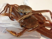 美味しく仕上げましょう ズワイガニの茹で方 レシピ 作り方 By アボカドプリン 楽天レシピ 美味しく仕上げましょう ズワイガニの茹で方 レシピ 作り方 By アボカドプリン 楽天レシピ