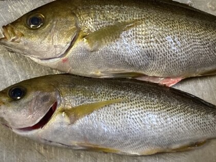 うちの下ごしらえ「煮魚に！「鮮魚の下処理」」