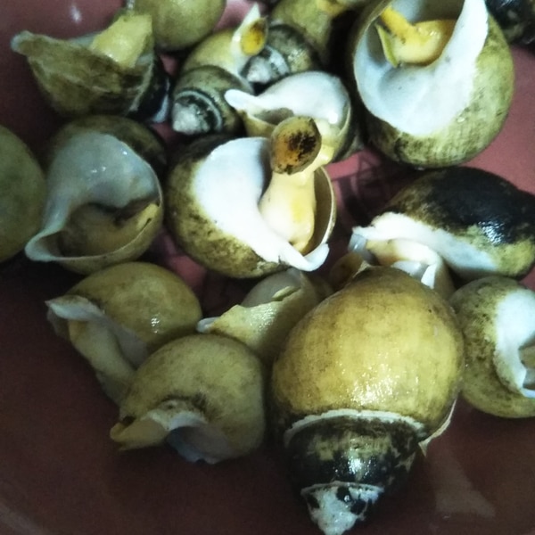 ばい貝の酒蒸し レシピ 作り方 By やんパパ 楽天レシピ ばい貝の酒蒸し レシピ 作り方 By やんパパ 楽天レシピ