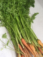 にんじんの葉のナムル レシピ 作り方 By ケイヤ5621キエ 楽天レシピ