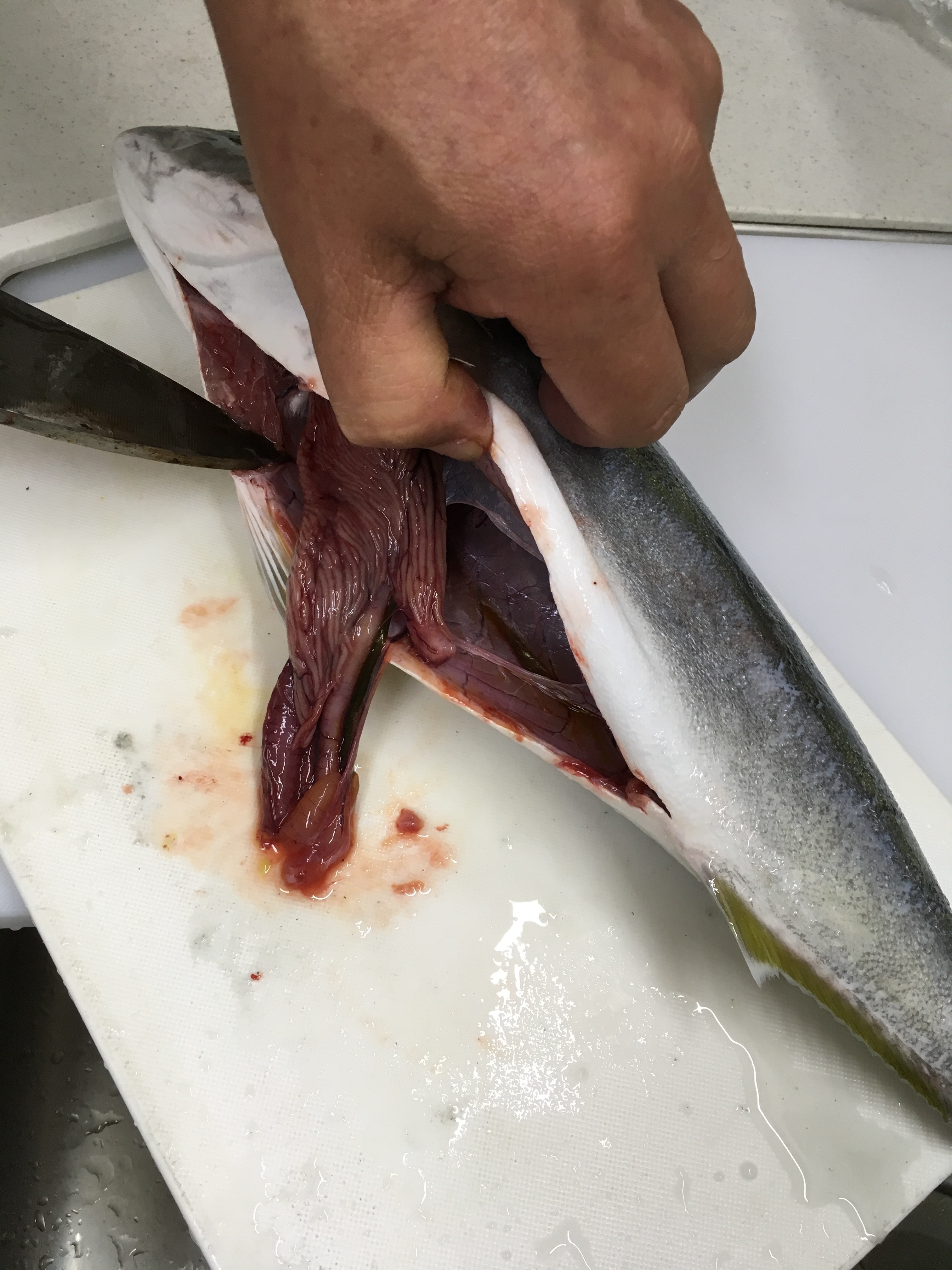 フクラギ ブリの幼魚 の刺身 レシピ 作り方 By ケイヤ5621キエ 楽天レシピ フクラギ ブリの幼魚 の刺身 レシピ 作り方 By ケイヤ5621キエ 楽天レシピ