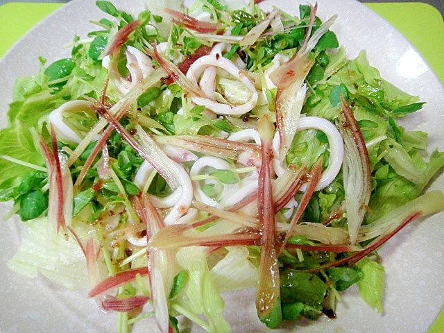 イカと豆苗レタスのサラダ
