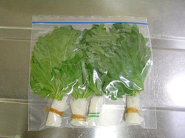 大葉の保存方法 レシピ 作り方 By Tiara M 楽天レシピ 大葉の保存方法 レシピ 作り方 By Tiara M 楽天レシピ