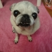 うさぽち