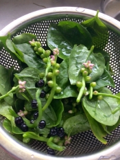 花も実も食べられるツルムラサキおしたし レシピ 作り方 By けけり 楽天レシピ 花も実も食べられるツルムラサキおしたし レシピ 作り方 By けけり 楽天レシピ