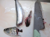 地元産の朝獲り新鮮イワシ捌き方と 塩焼き レシピ 作り方 By Startrek 楽天レシピ