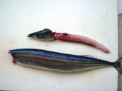 基本 さんまの刺身 さばき方 おろし方 レシピ 作り方 By 道産子美鈴 楽天レシピ