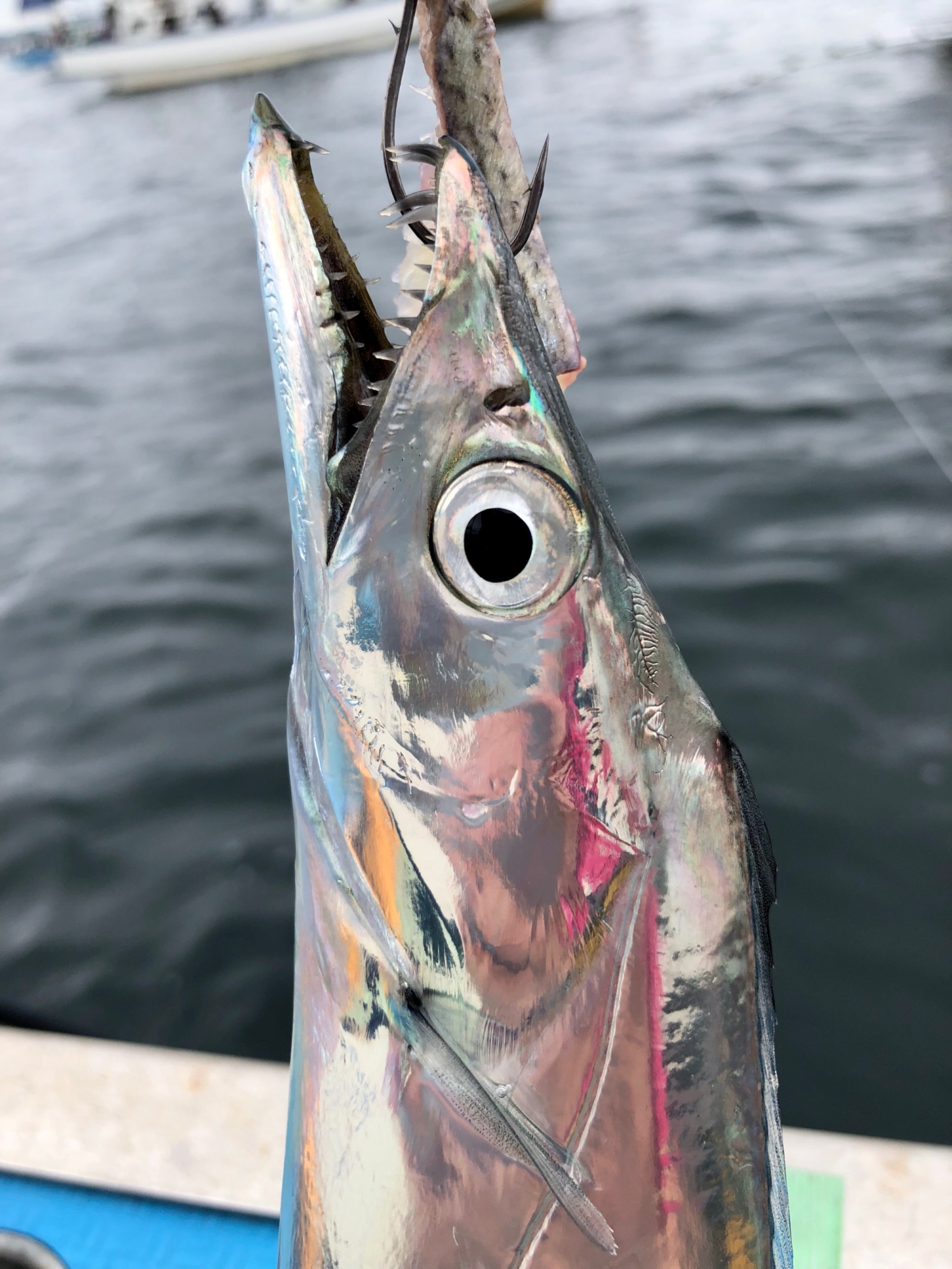 タチウオの捌き方 ぶつ切り調理用 レシピ 作り方 By 魚魚まんま 楽天レシピ タチウオの捌き方 ぶつ切り調理用 レシピ 作り方 By 魚魚まんま 楽天レシピ