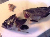 黒そいの刺身 レシピ 作り方 By 寝虎太郎 楽天レシピ 黒そいの刺身 レシピ 作り方 By 寝虎太郎 楽天レシピ