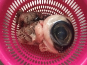 マグロの目玉 煮付け レシピ 作り方 By なーちゃんまま 楽天レシピ マグロの目玉 煮付け レシピ 作り方 By なーちゃんまま 楽天レシピ