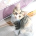 ShimaCat