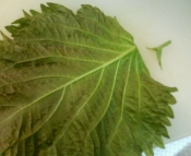 シソ巻き レシピ 作り方 By 嶺華 楽天レシピ シソ巻き レシピ 作り方 By 嶺華 楽天レシピ