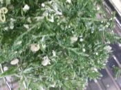 にんじんの葉っぱさん天ぷら レシピ 作り方 By Gariko1346 楽天レシピ にんじんの葉っぱさん天ぷら レシピ 作り方 By Gariko1346 楽天レシピ