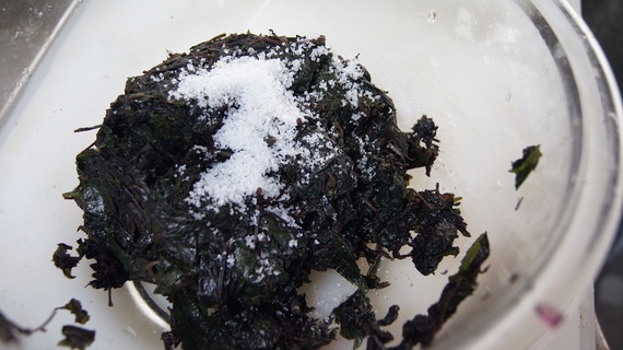 赤紫蘇の塩漬け レシピ 作り方 By Easy Easy 楽天レシピ 赤紫蘇の塩漬け レシピ 作り方 By Easy Easy 楽天レシピ