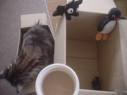 マイちゃんの猫カフェに来たよぉ～♪
ワイルドだぜェ～☆２個箱があったから自分より小さい箱に入ってみたニャ♡モチロン箱は変形したニャ♡ワイルドだろぉ～♪スギナナ☆