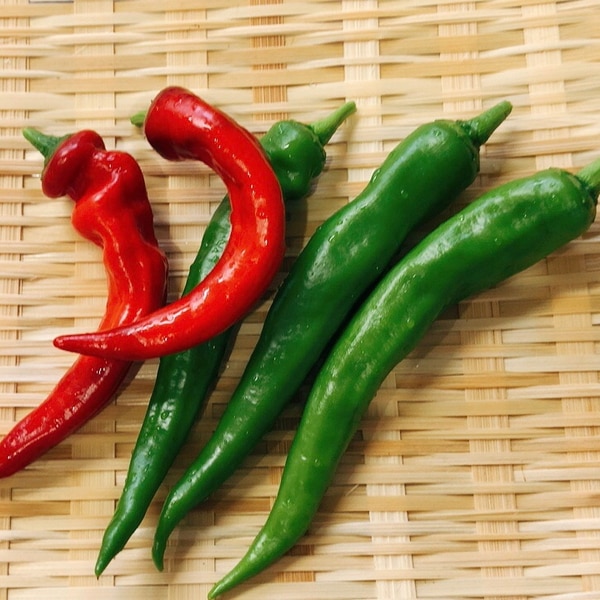 鮮やかな赤と緑の万願寺とうがらしの白だし炒め レシピ 作り方 By Chanoma 楽天レシピ 鮮やかな赤と緑の万願寺とうがらしの白だし炒め レシピ 作り方 By Chanoma 楽天レシピ