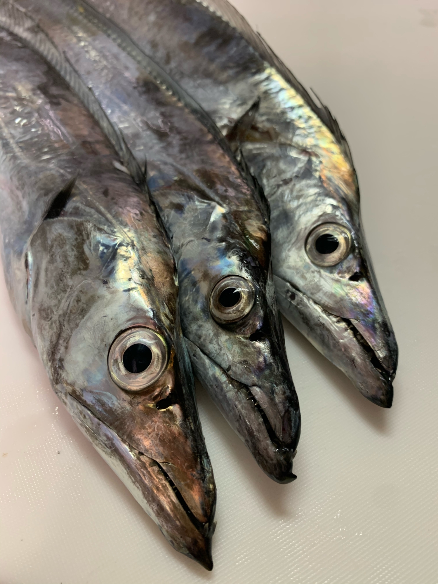 タチウオの捌き方 ぶつ切り調理用 レシピ 作り方 By 魚魚まんま 楽天レシピ