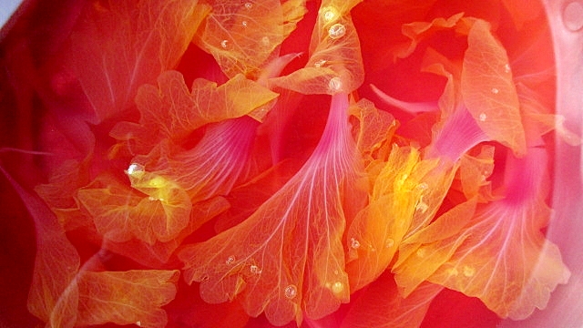 ハイビスカスでロマンティックゼリー レシピ 作り方 By 明太子ゴジラ 楽天レシピ ハイビスカスでロマンティックゼリー レシピ 作り方 By 明太子ゴジラ 楽天レシピ