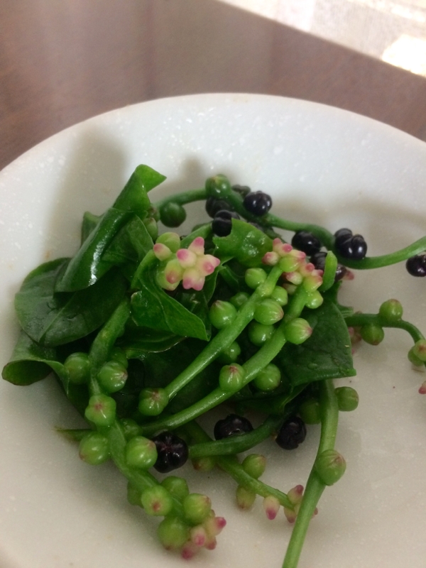 花も実も食べられるツルムラサキおしたし レシピ 作り方 By けけり 楽天レシピ 花も実も食べられるツルムラサキおしたし レシピ 作り方 By けけり 楽天レシピ