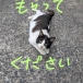 ぴのこ♀