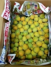 塩分18 手作り白梅干 紫蘇なし梅干し レシピ 作り方 By キャロット キャンディ 楽天レシピ 塩分18 手作り白梅干 紫蘇なし梅干し レシピ 作り方 By キャロット キャンディ 楽天レシピ