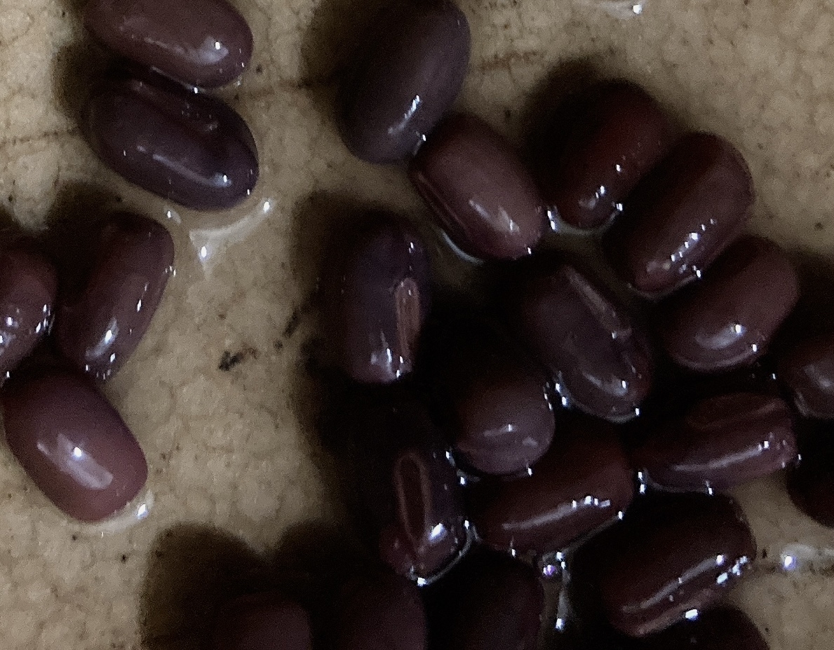 小豆の塩煮