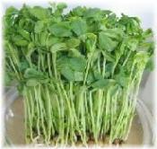 ささっと簡単 豆苗スープ レシピ 作り方 By はなまる子 楽天レシピ