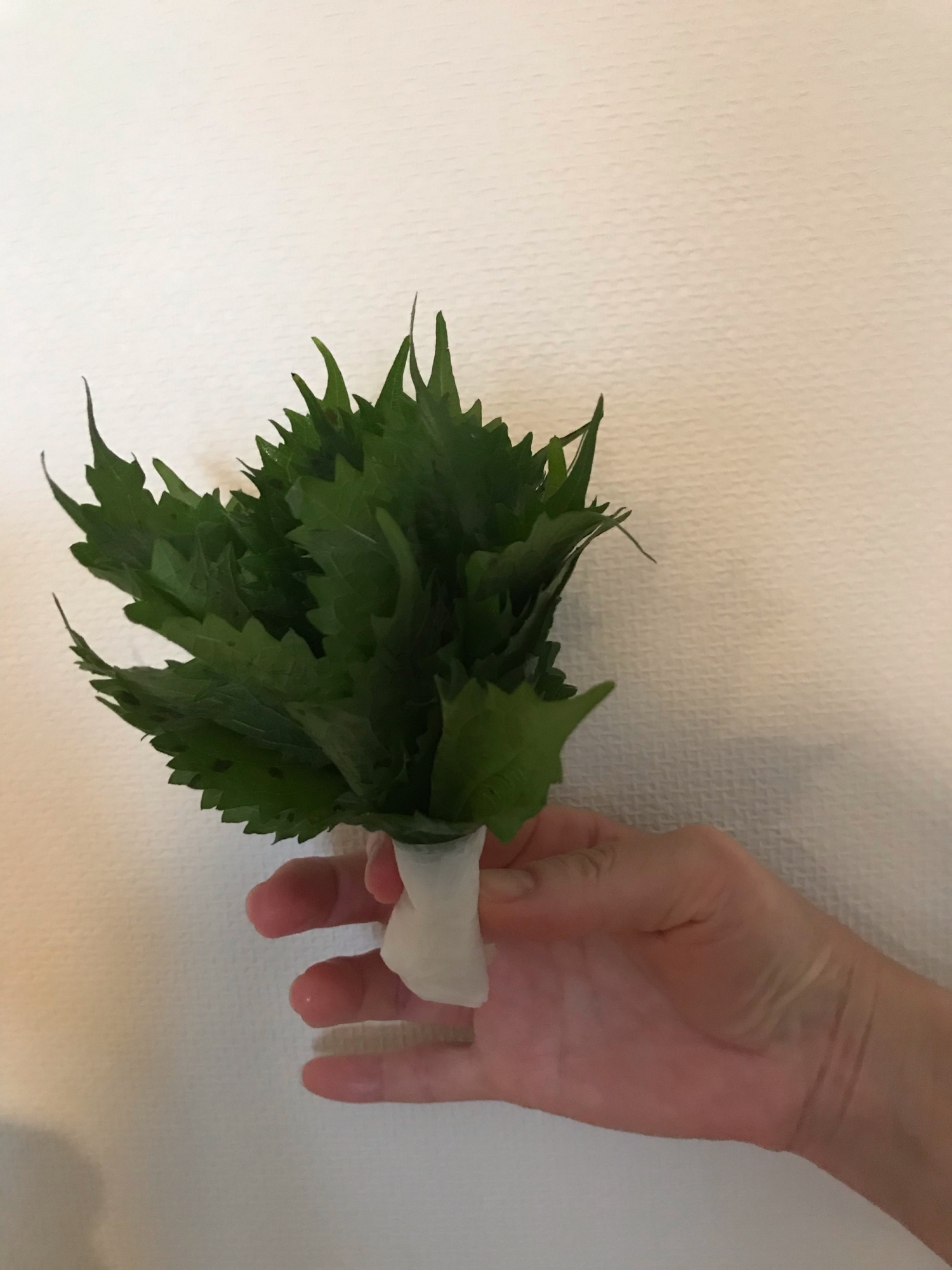 新鮮!大葉を長持ちさせる方法!!
