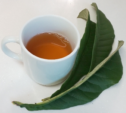 我が家流☆　生葉で煮だす枇杷の葉茶♪