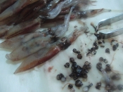 ホタルイカの沖漬け レシピ 作り方 By あとぶー 楽天レシピ ホタルイカの沖漬け レシピ 作り方 By あとぶー 楽天レシピ