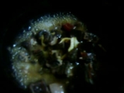 マグロの血合いの生姜煮 レシピ 作り方 By ゆきはな 楽天レシピ マグロの血合いの生姜煮 レシピ 作り方 By ゆきはな 楽天レシピ