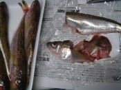 ハタハタの煮付け レシピ 作り方 By ねあっっ 楽天レシピ ハタハタの煮付け レシピ 作り方 By ねあっっ 楽天レシピ