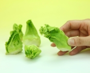 希少な春の新野菜 蕾菜を使った春の天ぷら レシピ 作り方 By ナツ9241 楽天レシピ 希少な春の新野菜 蕾菜を使った春の天ぷら レシピ 作り方 By ナツ9241 楽天レシピ