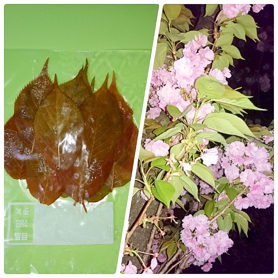 八重桜の葉☆保存方法