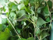 どくだみの花が咲いたらどくだみ茶 レシピ 作り方 By ミルミント 楽天レシピ どくだみの花が咲いたらどくだみ茶 レシピ 作り方 By ミルミント 楽天レシピ