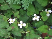 ドクダミ茶 レシピ 作り方 By Iihi009 楽天レシピ ドクダミ茶 レシピ 作り方 By Iihi009 楽天レシピ