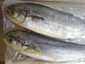 ごはんが進む シイラのみそ漬け レシピ 作り方 By Greenleaf Ik 楽天レシピ ごはんが進む シイラのみそ漬け レシピ 作り方 By Greenleaf Ik 楽天レシピ