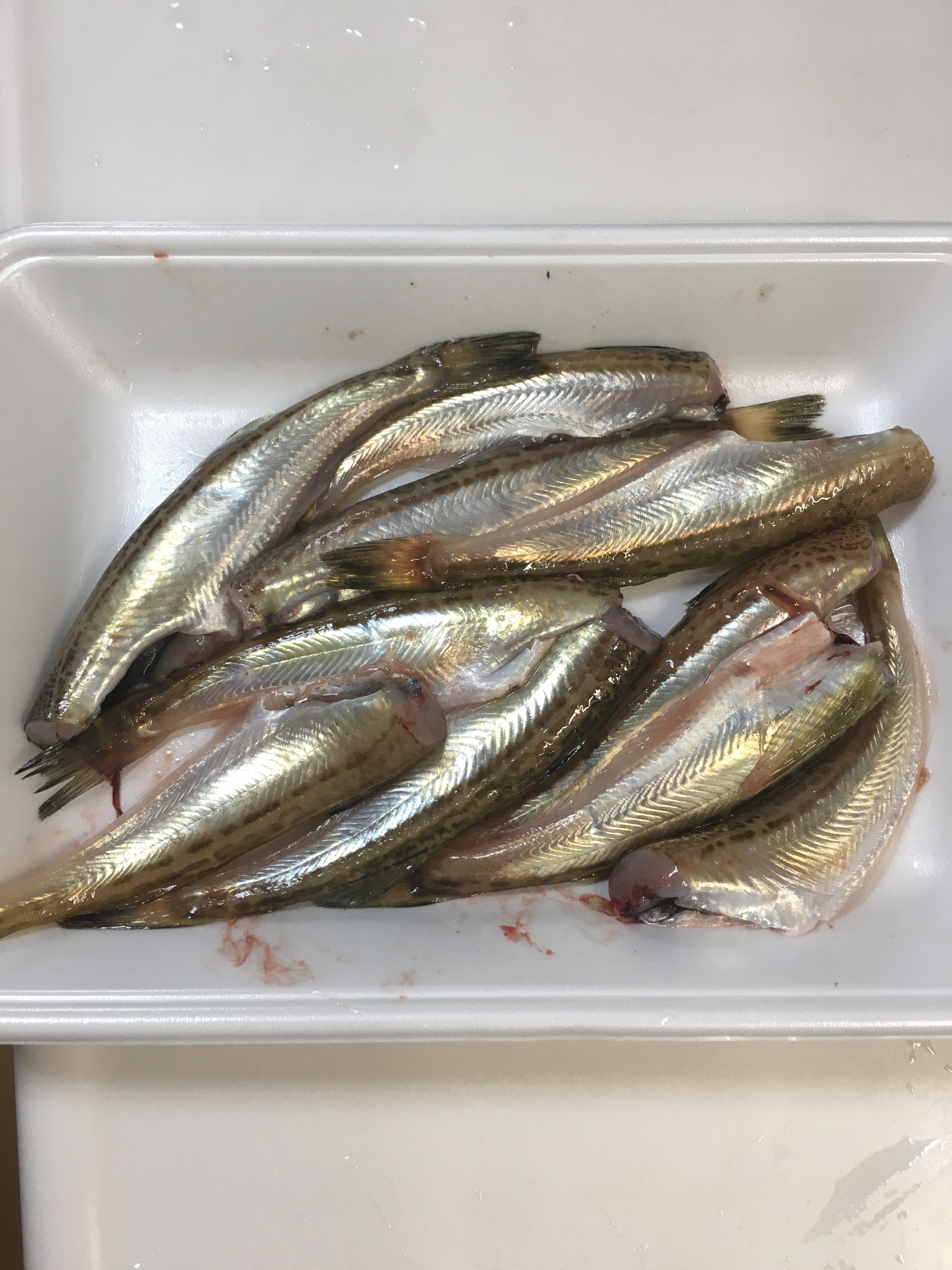 下処理で美味しく ハタハタの塩焼き レシピ 作り方 By ほっこり 小町 楽天レシピ 下処理で美味しく ハタハタの塩焼き レシピ 作り方 By ほっこり 小町 楽天レシピ