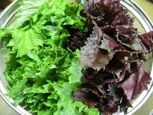 長期保存出来て お握りや薬味に最適 青紫蘇の塩漬け レシピ 作り方 By Nkkmarine 楽天レシピ 長期保存出来て お握りや薬味に最適 青紫蘇の塩漬け レシピ 作り方 By Nkkmarine 楽天レシピ