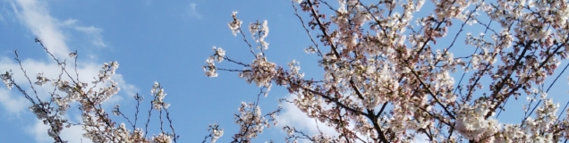 てるうさぎ