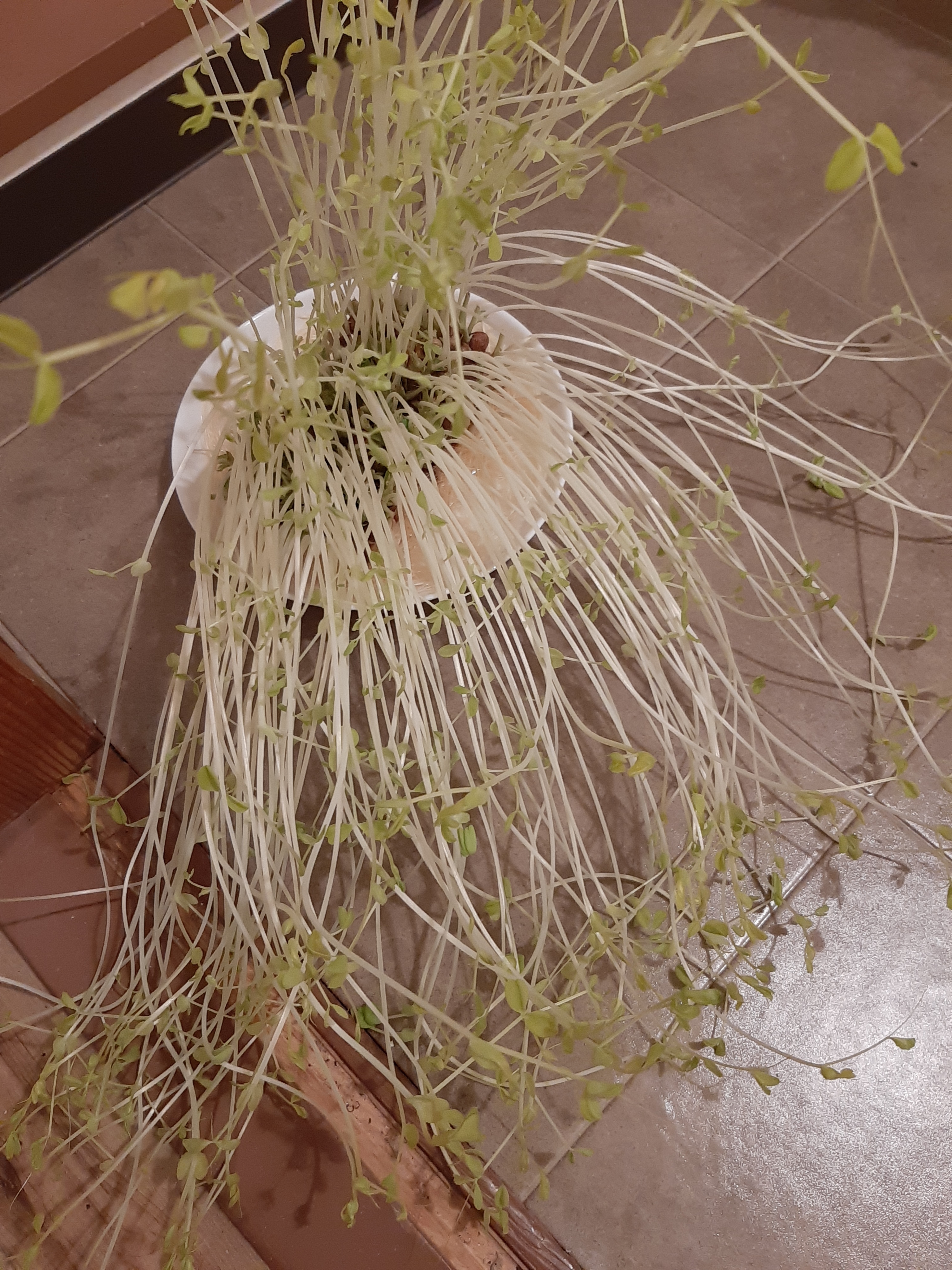 無限キャベツのもとで作る豆苗炒め レシピ 作り方 By B A んっちょ 楽天レシピ