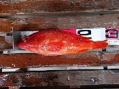 釣り魚料理 アカハタの煮付け レシピ 作り方 By 釣りシン 楽天レシピ 釣り魚料理 アカハタの煮付け レシピ 作り方 By 釣りシン 楽天レシピ