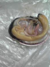 酒の肴 大あさりの醤油焼き レシピ 作り方 By はっとはっと 楽天レシピ 酒の肴 大あさりの醤油焼き レシピ 作り方 By はっとはっと 楽天レシピ