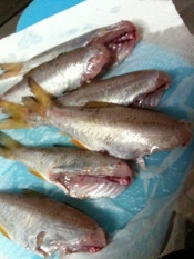 むつの唐揚げ レシピ 作り方 By エリーsky 楽天レシピ