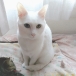 chi-ちゃん