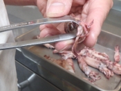 若イカのペペロンチーノ風イカ墨パスタ レシピ 作り方 By 七福おパンダ 楽天レシピ