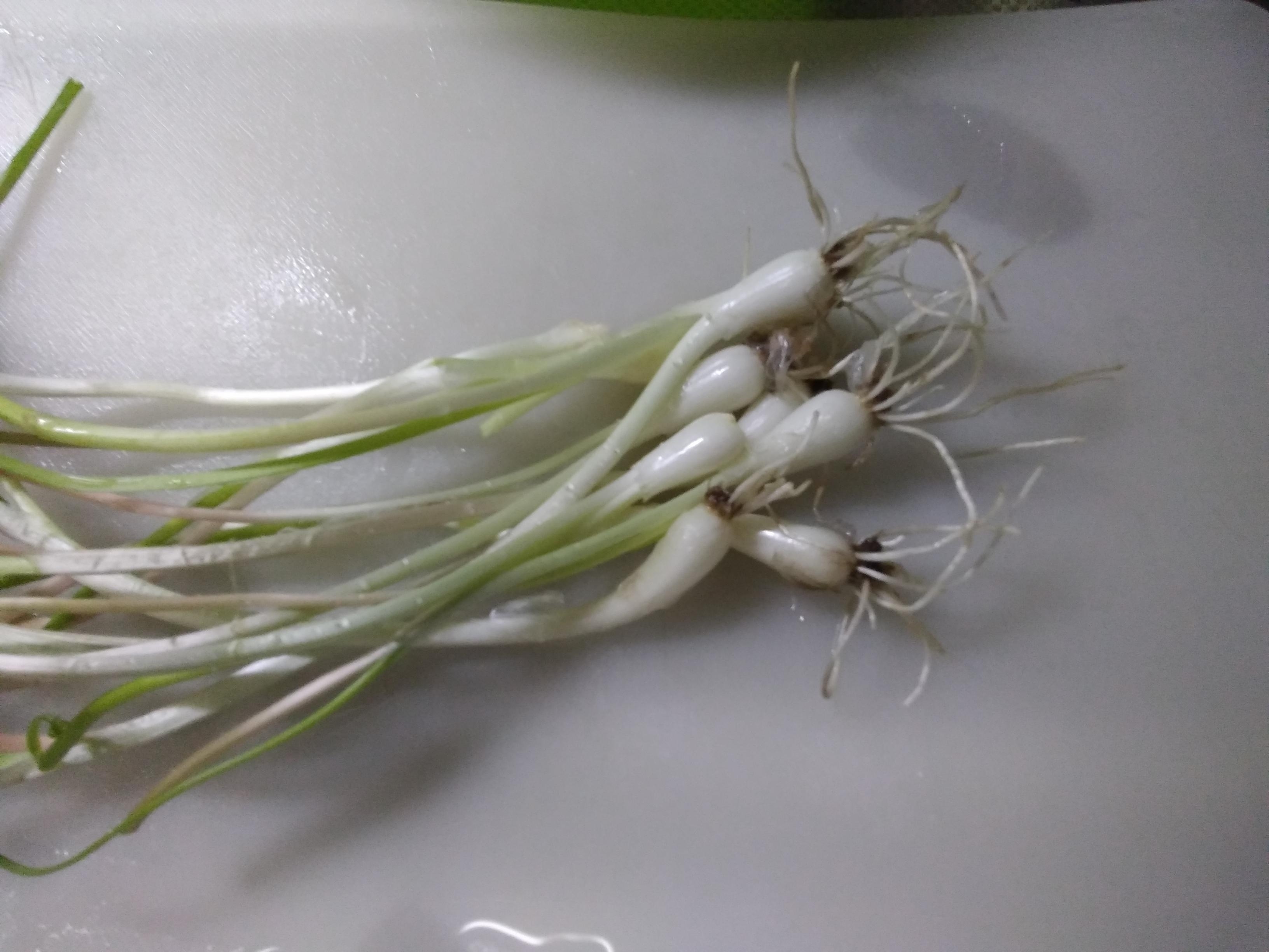 アサツキの球根の甘酢漬け レシピ 作り方 By ポイボス 楽天レシピ アサツキの球根の甘酢漬け レシピ 作り方 By ポイボス 楽天レシピ