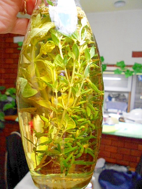 摘みたてハーブでハーブビネガー レシピ 作り方 By ミーコさん52 楽天レシピ 摘みたてハーブでハーブビネガー レシピ 作り方 By ミーコさん52 楽天レシピ