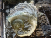 サザエの焼き方 楽天レシピ サザエの焼き方 楽天レシピ